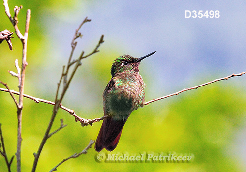 Brazilian Ruby (Clytolaema rubricauda)